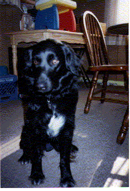 Angel 1997