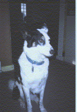 Alley 1997